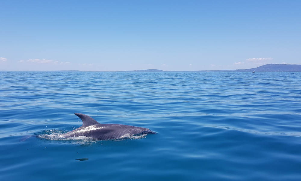 Dolphin and Seal Watching Eco Adventure Cruise