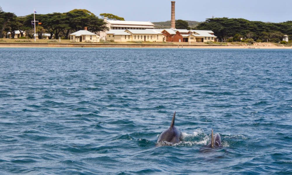 Dolphin and Seal Watching Eco Adventure Cruise