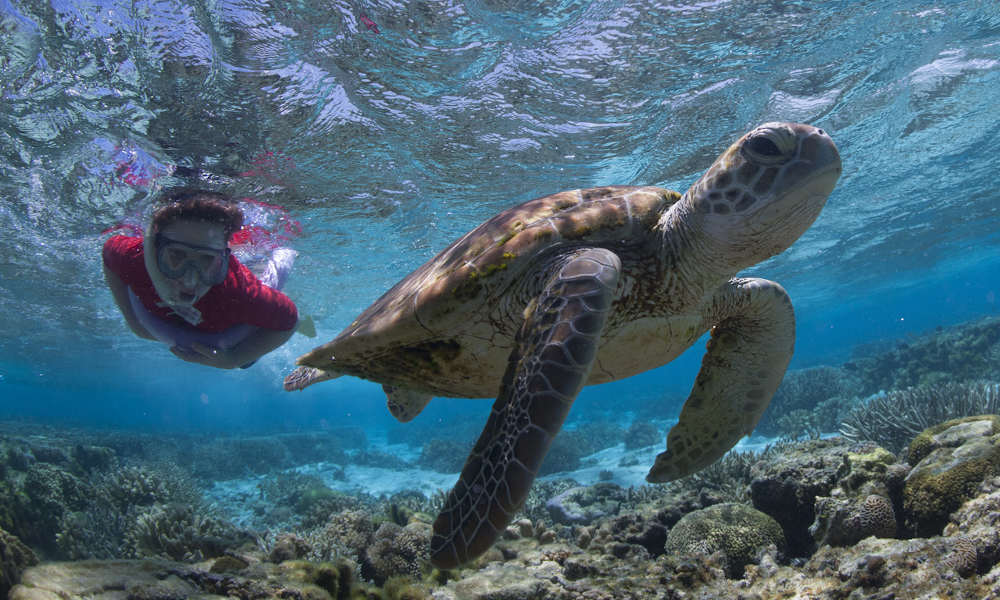 Great Barrier Reef Day Tour from Hervey Bay