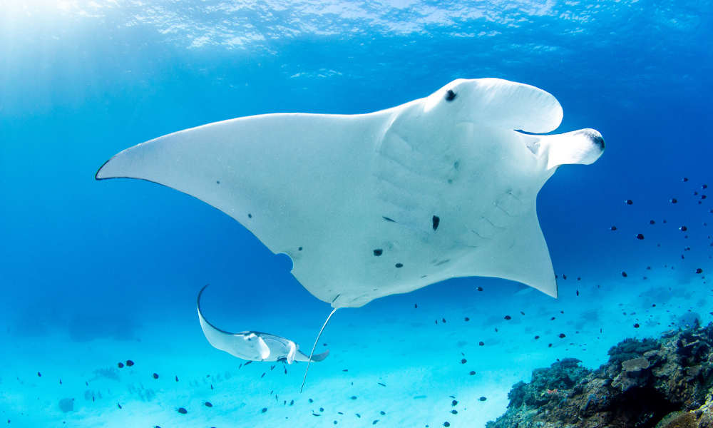 Great Barrier Reef Day Tour from Hervey Bay