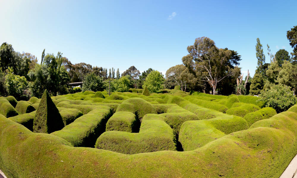 Ashcombe Maze And Lavender Gardens