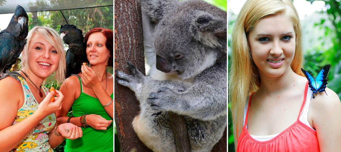 Kuranda Koala Gardens, Birdworld and Butterfly Sanctuary 3 Attraction Pass