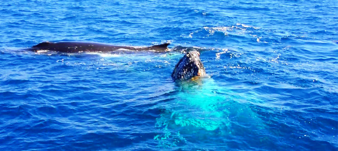 Small Group Whale Watching Tour from Mooloolaba