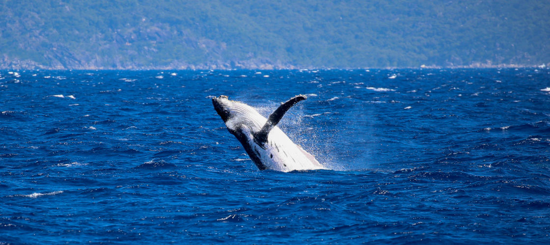 Whale Watch Cruises from Cairns