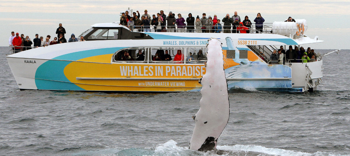 Whale Watching Cruise from Surfers Paradise