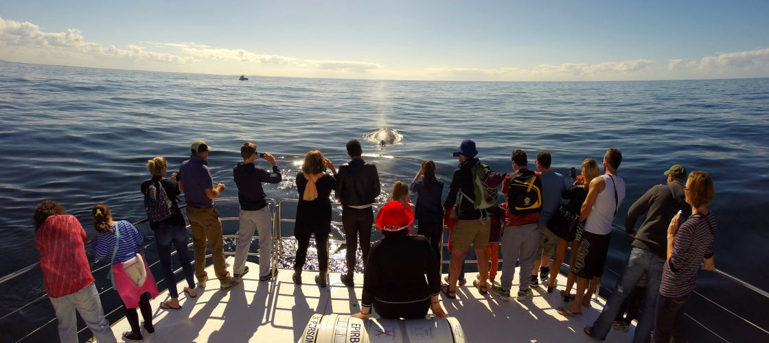 Whale Watching Cruise from Surfers Paradise