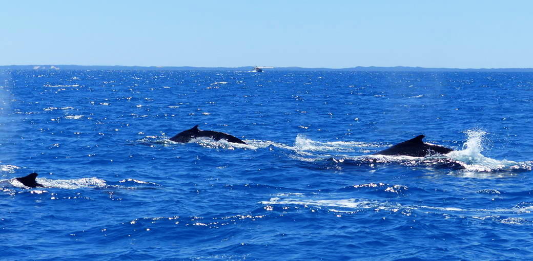 Half Day Whale Watching Cruise