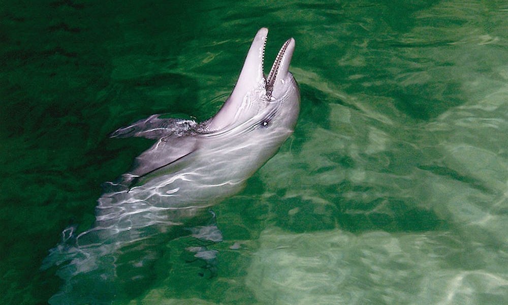 Tangalooma Island Resort Day Tour with Lunch & Wild Dolphin Viewing