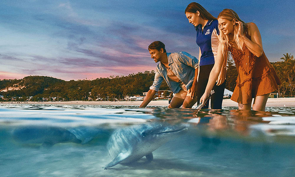 Tangalooma Island Resort Day Tour with Lunch & Wild Dolphin Feeding