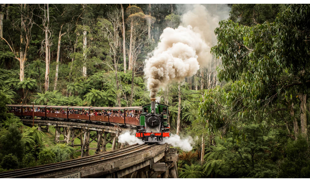 Puffing Billy Moonlit Sanctuary And Penguins Day Tour