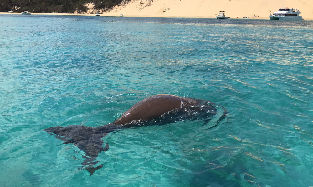 Moreton Island Dolphin Spotting and Snorkelling Cruise departing from Brisbane