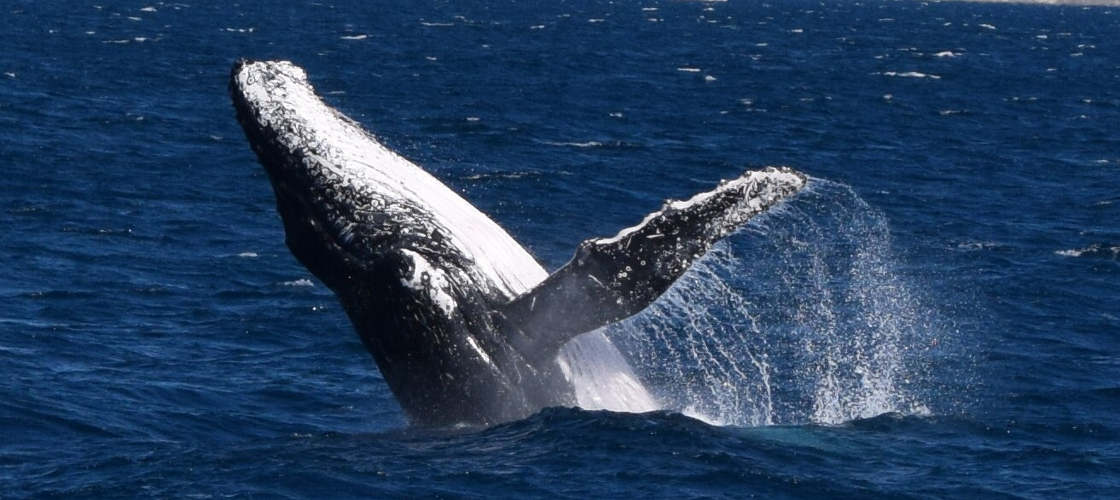 Whale Watching Cruise from Mooloolaba