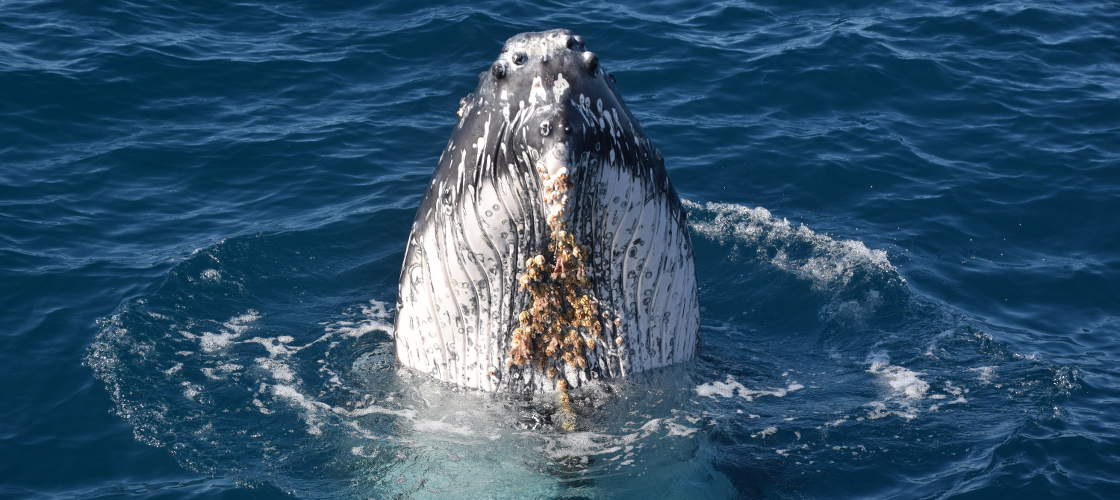 Whale Watching Cruise from Mooloolaba