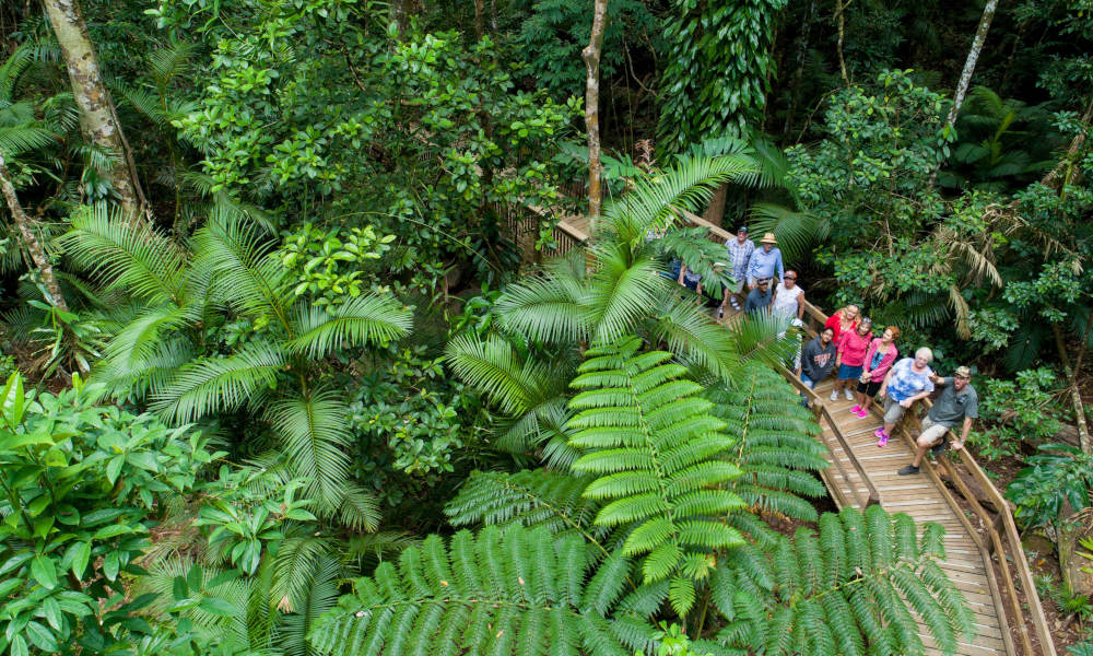 Daintree Rainforest & Cape Tribulation Small Group Tour