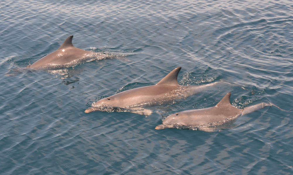 Adelaide Dolphin Watching Cruise