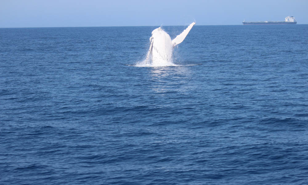 Small Group Whale Watching Tour from Mooloolaba