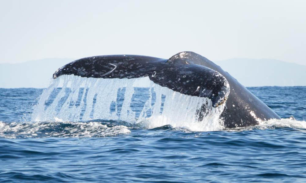 Whale Watching Adventure Cruise from Noosa