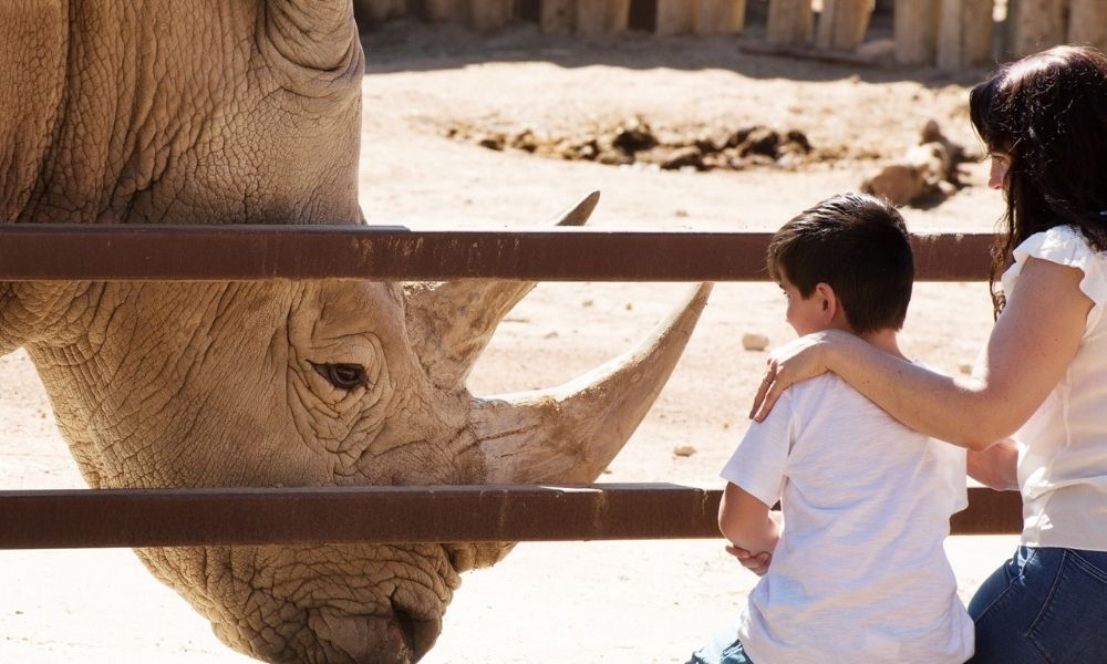 Rhino Interactive at Monarto Safari Park