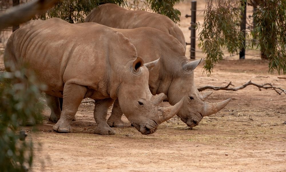 Rhino Interactive at Monarto Safari Park