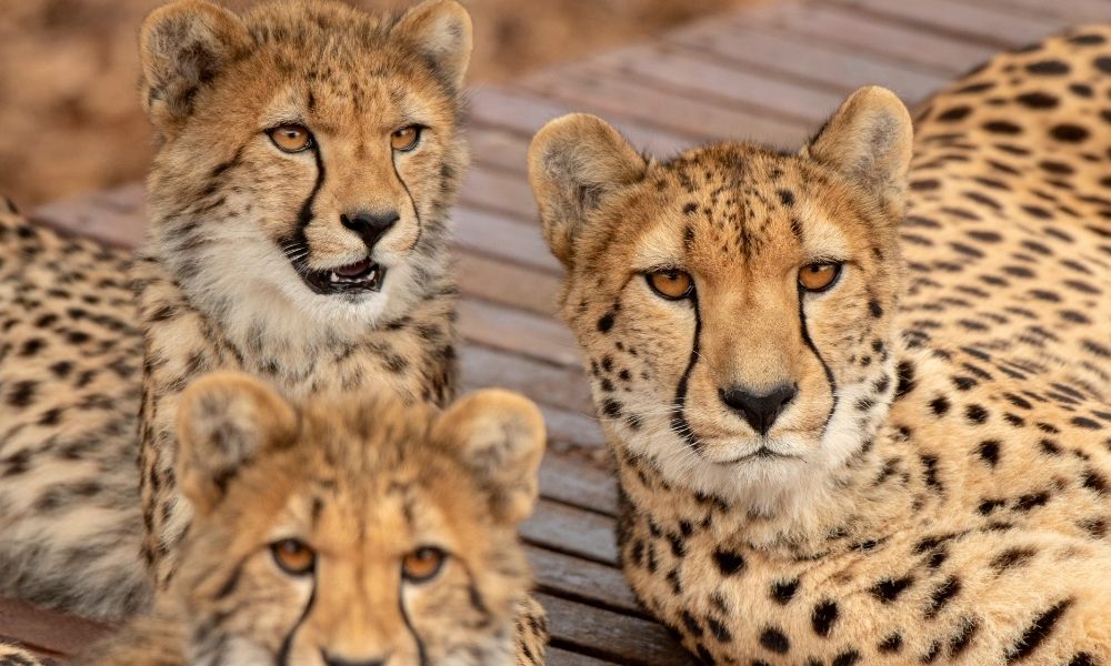Cheetah Experience at Monarto Safari Park