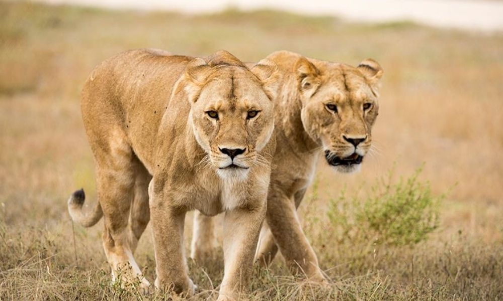 Monarto Safari Park Lion Encounter and Entry
