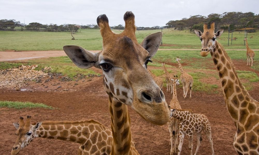 Giraffe Safari at Monarto Safari Park