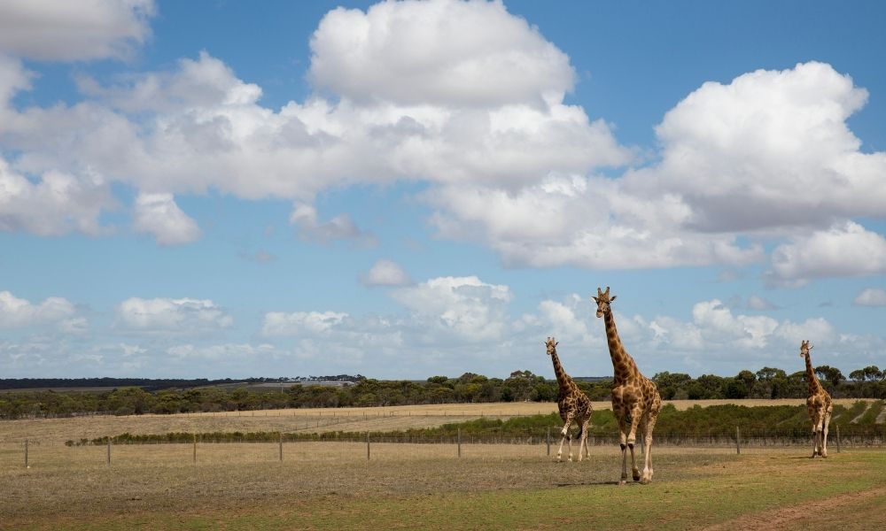 Giraffe Safari at Monarto Safari Park