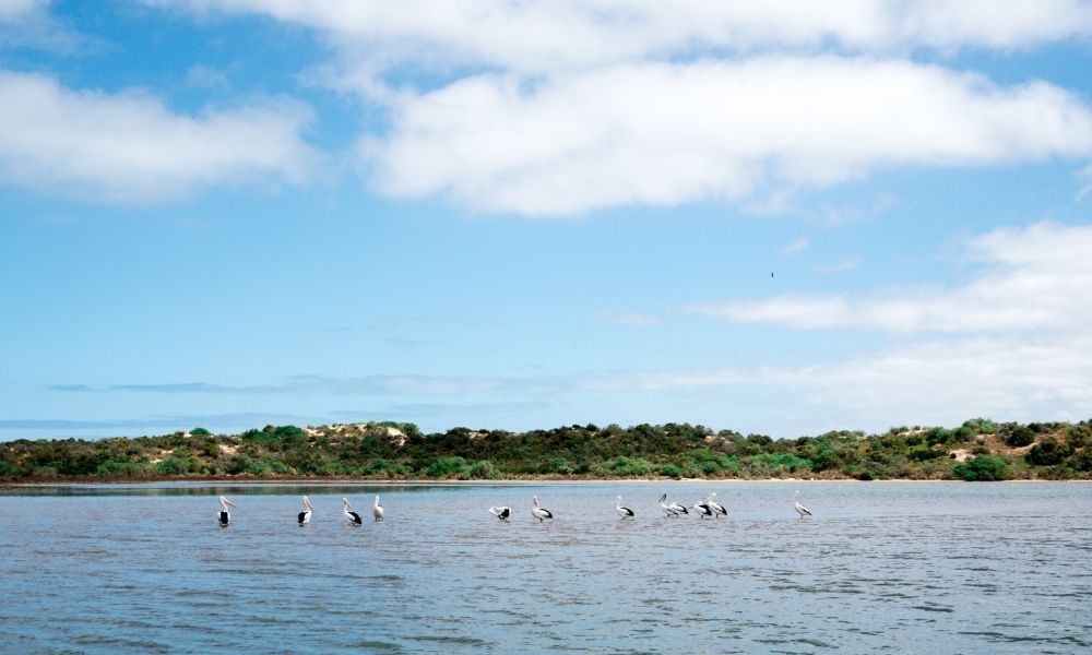 Coorong Half Day Cruise including Lunch