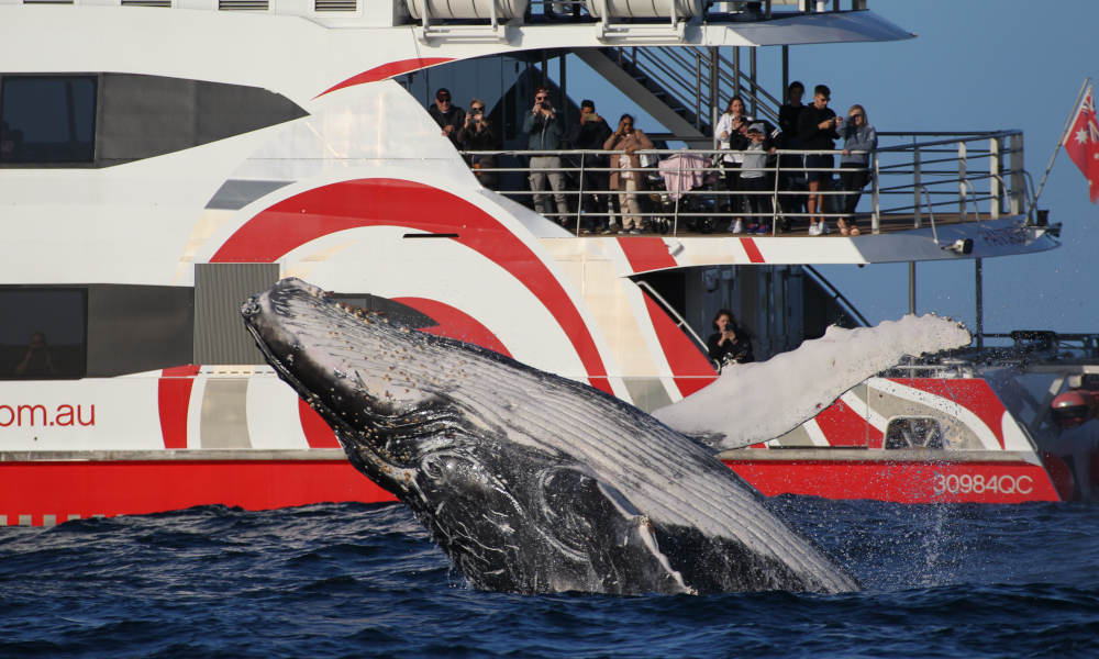 Sydney 3 Hour Whale Watching Discovery Cruise