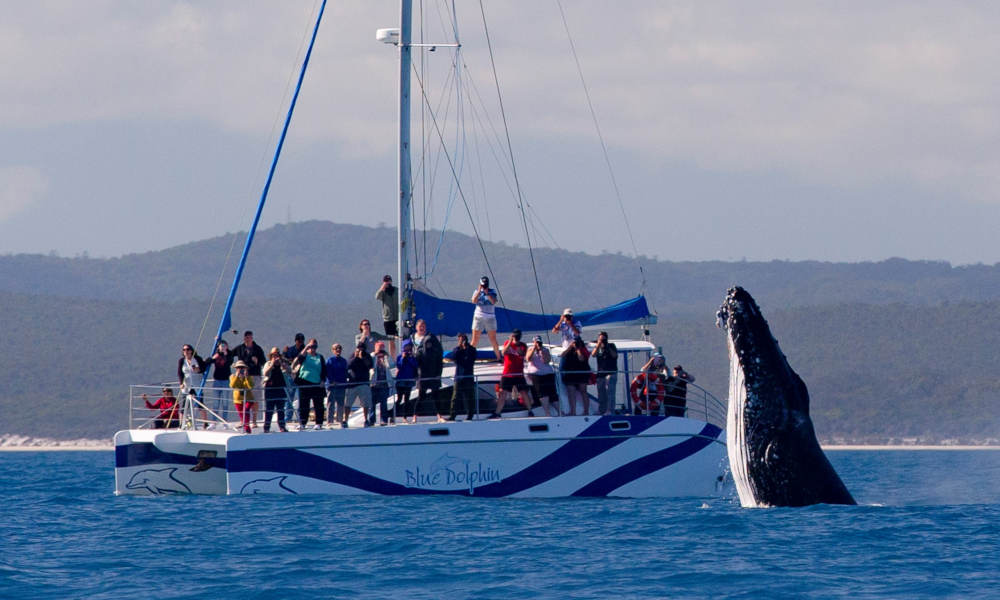Full Day Whale Watching & Sailing Cruise with Lunch