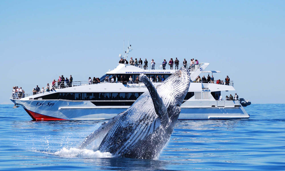 Brisbane Whale Watching Cruise with Lunch from Redcliffe
