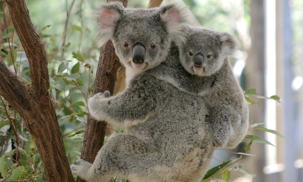 Lone Pine Koala Sanctuary with Return Scenic Cruise