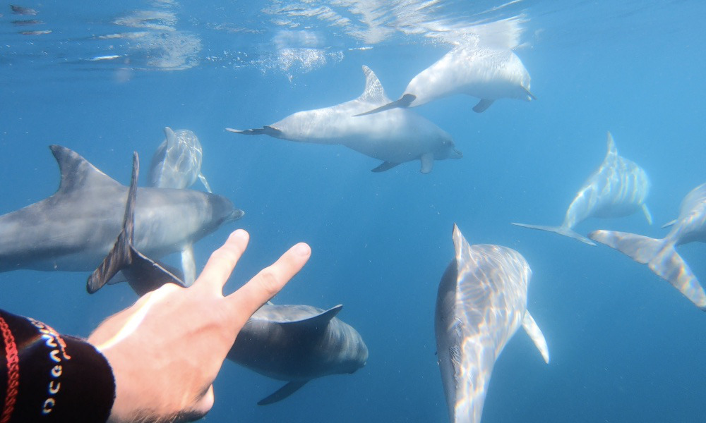 Adelaide Swim with Wild Dolphins Cruise