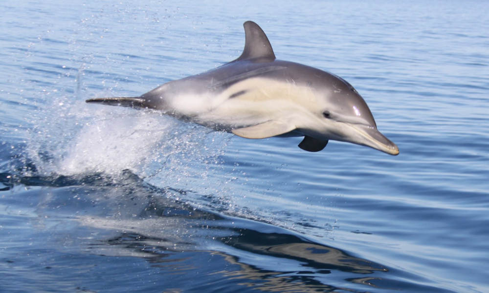 Adelaide Swim with Wild Dolphins Cruise
