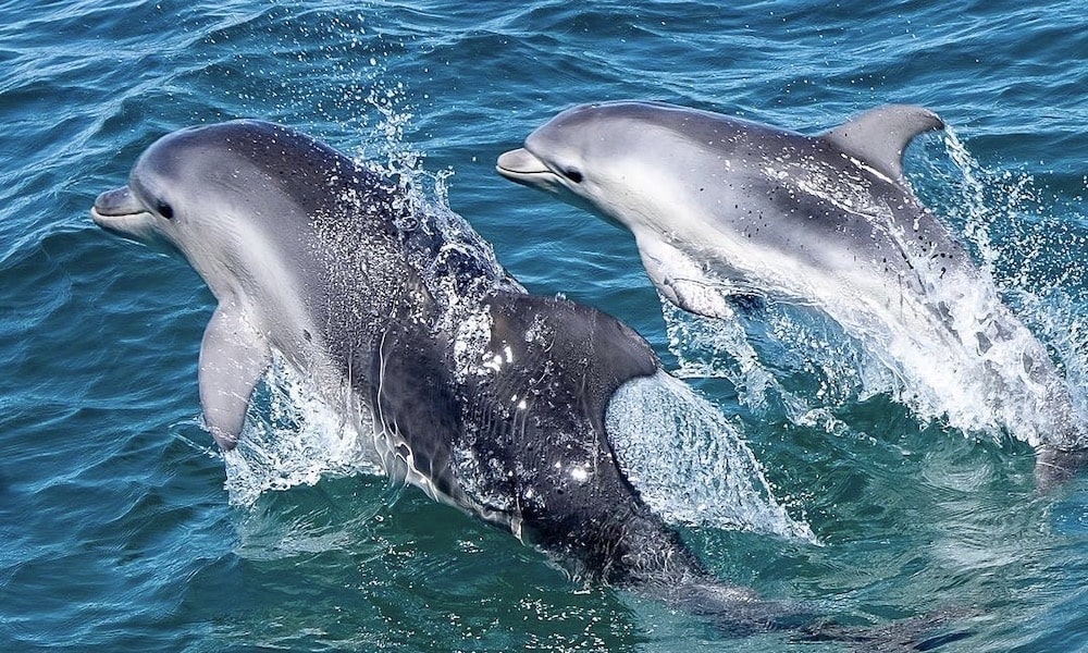 Dolphin and Seal Swim Tour in Queenscliff