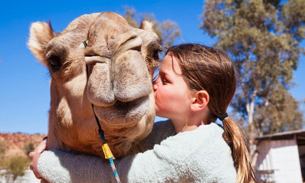 Alice Springs Sunset Camel Ride