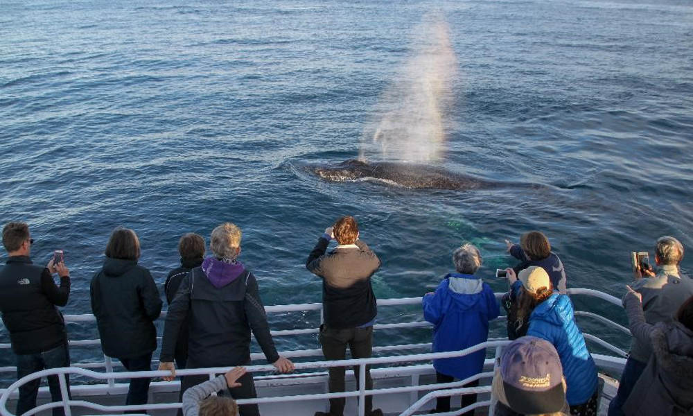 Morning Whale Watching Cruise Dunsborough