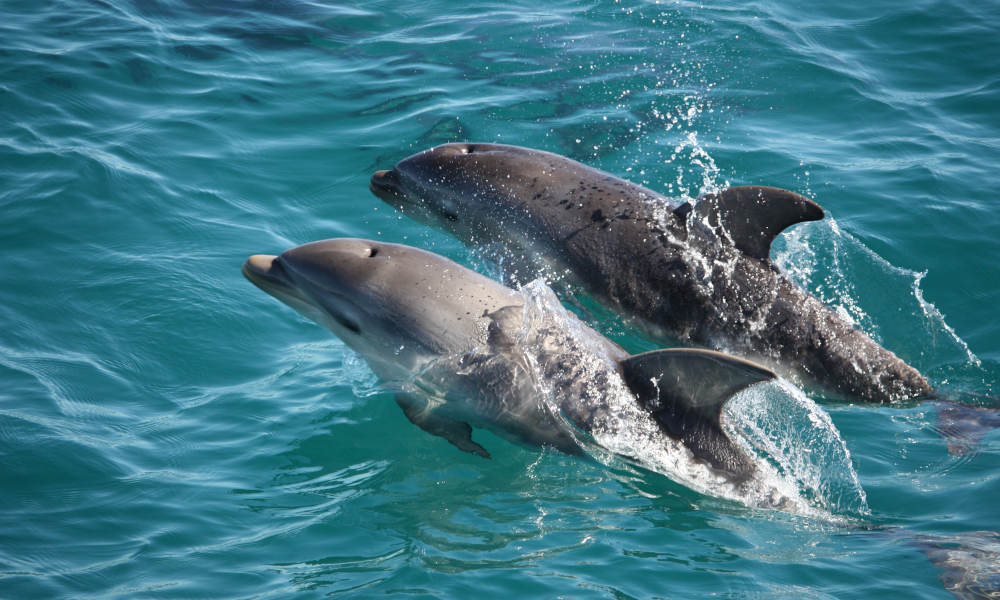 Sorrento Sightseeing Cruise With Dolphin And Seal Swim
