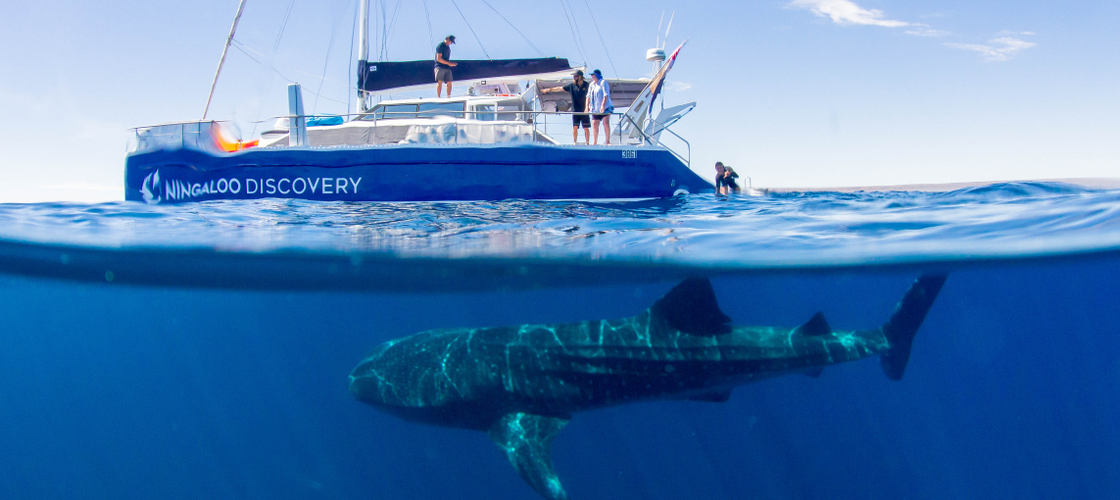 Whale Shark Swim and Catamaran Cruise