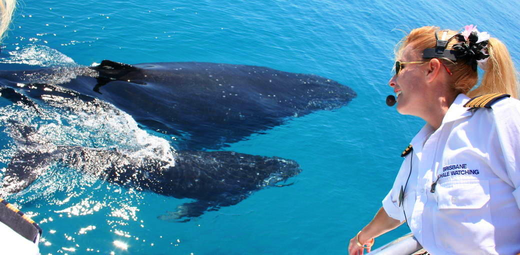 Brisbane Whale Watching Tour with Lunch and Brisbane Transfers