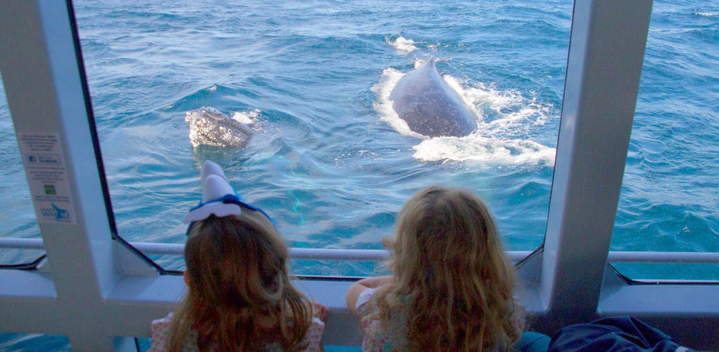 Brisbane Whale Watching Tour with Lunch and Brisbane Transfers