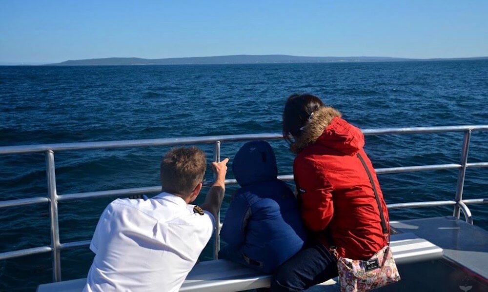 Whale Watching Experience