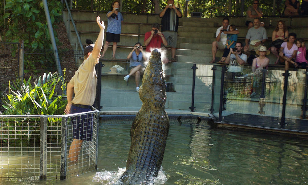 Hartley's Crocodile Adventures Half Day Tour from Cairns