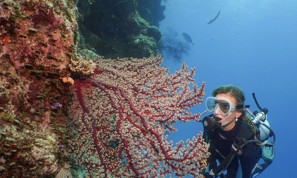 Premium Great Barrier Reef Cruise to 3 Reef Locations