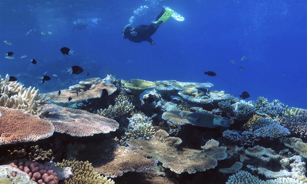 Premium Great Barrier Reef Cruise to 3 Reef Locations