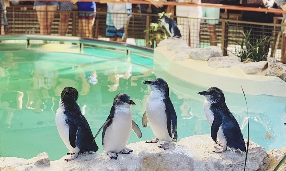Penguin Island Wildlife Cruise