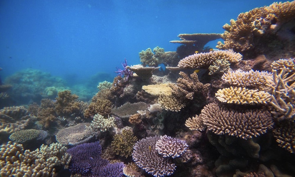 Great Barrier Reef Snorkel Trip from Cape Tribulation
