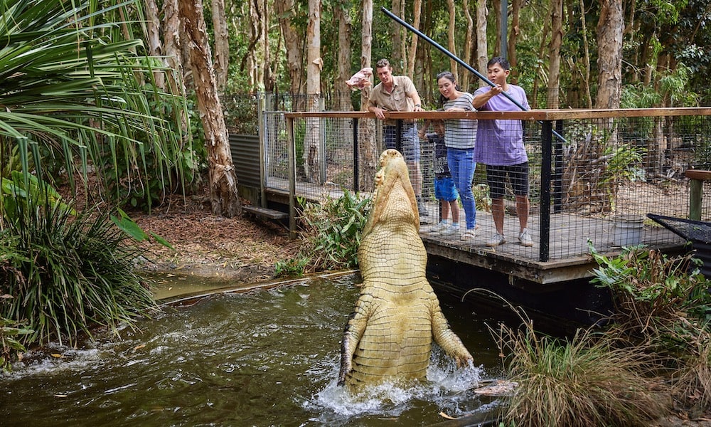 Hartleys Crocodile Adventures Croc Feed Experience