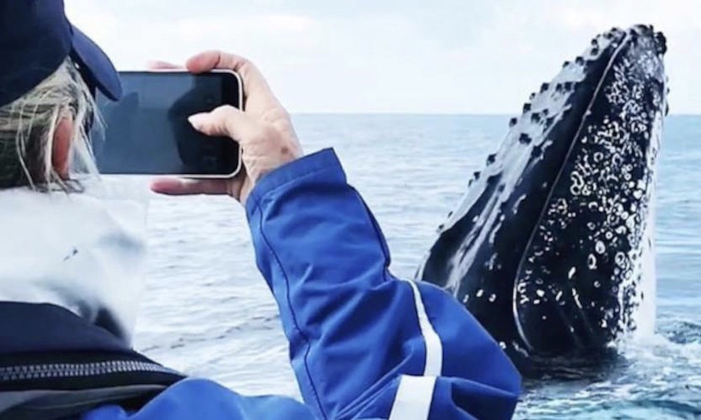 Byron Bay Whale Watching Premier Cruise