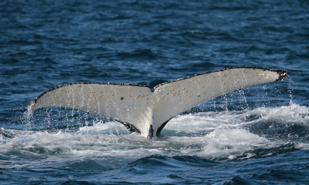 Byron Bay Whale Watching Premier Cruise